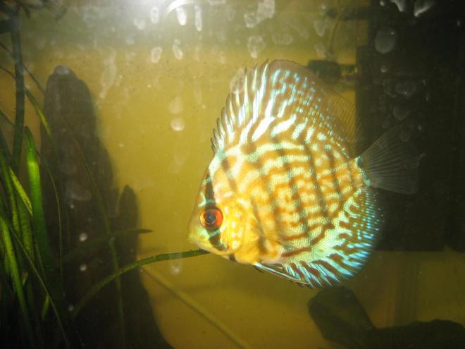 freshwater fish - symphysodon aequifasciata - green discus stocking in 400 gallons tank - Discus (Symphysodon spp.)
