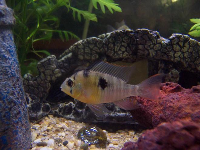 freshwater fish - microgeophagus altispinosa - bolivian ram stocking in 400 gallons tank - Mikrogeophagus Altispinosus (Bolivian Butterfly)