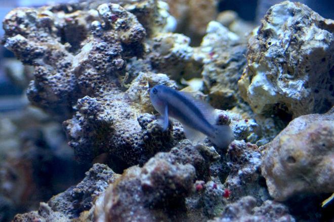 saltwater fish - gobiodon strangulatus - black clown goby stocking in 26 gallons tank - Ira, my black clown goby.

Ira is Hebrew for "watchful", a fitting name. She has a favorite piece of rock where she sits.