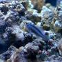 saltwater fish - gobiodon strangulatus - black clown goby stocking in 26 gallons tank - Ira, my black clown goby. Ira is Hebrew for "watchful", a fitting name. She has a favorite piece of rock where she sits.