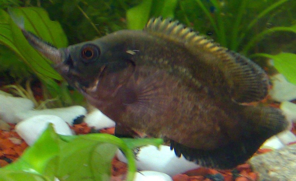 freshwater fish - astronotus ocellatus - red oscar stocking in 100 gallons tank - oscar binladen
