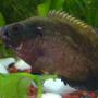 freshwater fish - astronotus ocellatus - red oscar stocking in 100 gallons tank - oscar binladen