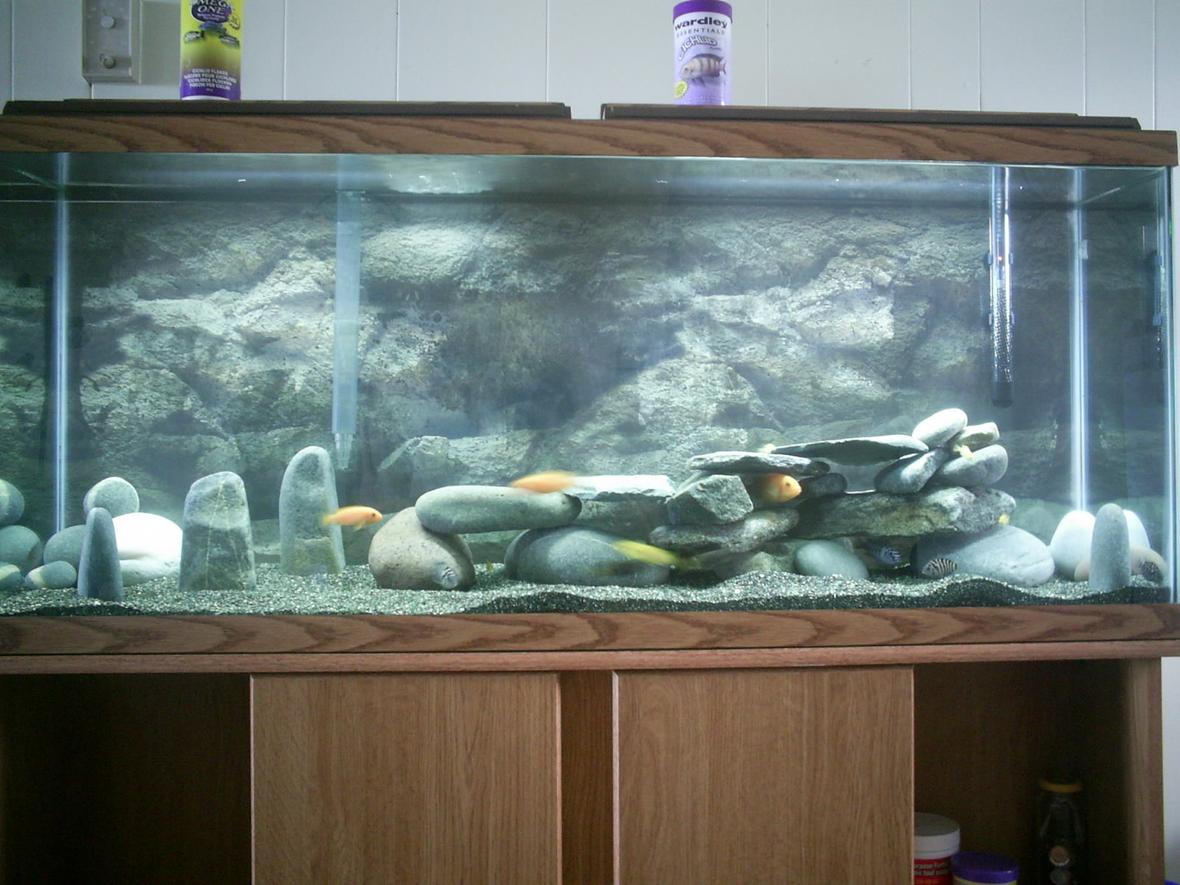 55 gallons freshwater fish tank (mostly fish and non-living decorations) - African Cichlid Tank. 3 Red Zebras, 1 Red Top Ice Blue, 2 Black Tanzanians, 1 Red Empress, 4 Yellow Labidos, 3 Convicts, 1 Venustus Peacock, 2 Blue Peacocks, 1 Bumblebee, 2 OB Peacocks