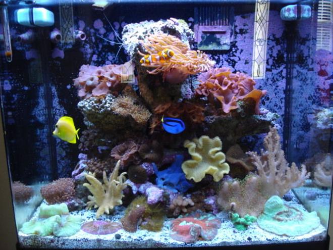 34 gallons reef tank (mostly live coral and fish) - 34 gal. Red Sea Max T -5 lighting 110 hp Chiller..UV 7 Watt.