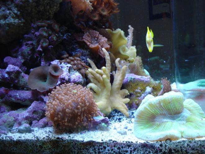 corals inverts - trachyphyllia geoffroyi - brain coral stocking in 34 gallons tank - Left Side