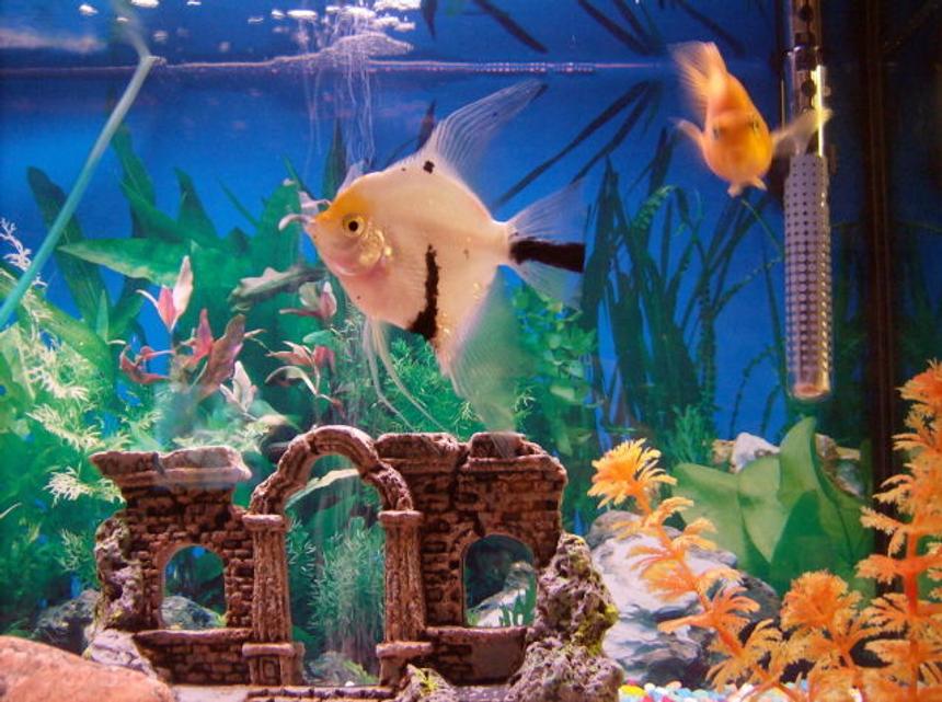 Rated #1093: Freshwater Fish - Pterophyllum Sp. - White Blushing Angel Stocking In 30 Gallons Tank - angelfish