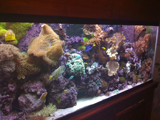 150 gallons reef tank (mostly live coral and fish) - Updated picture of my reef tank