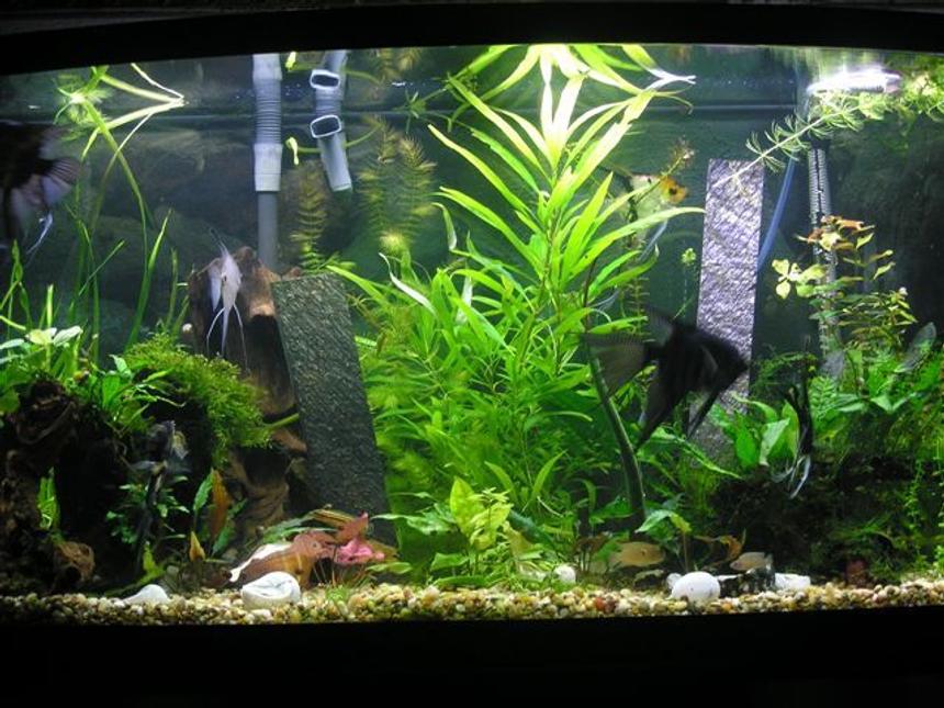 Rated #131: 46 Gallons Planted Tank - My planted tank for my angelfish to meet a mate.