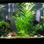 46 gallons planted tank (mostly live plants and fish) - My planted tank for my angelfish to meet a mate.
