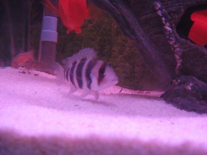 freshwater fish - cyphotilapia frontosa - frontosa cichlid stocking in 6 gallons tank - frontosa