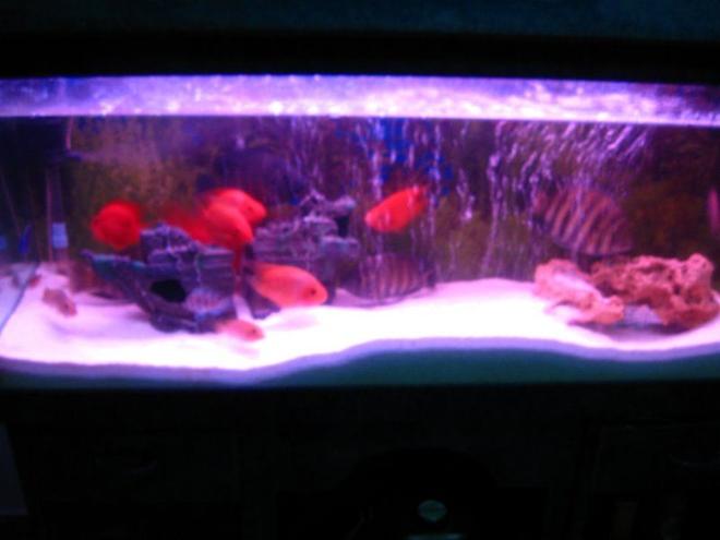 6 gallons freshwater fish tank (mostly fish and non-living decorations) - my fish tank