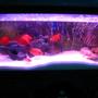 6 gallons freshwater fish tank (mostly fish and non-living decorations) - my fish tank