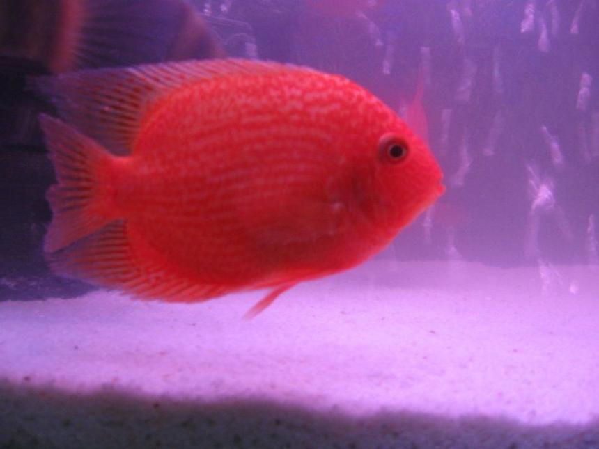 Rated #583: Freshwater Fish - Heros Serverus - Gold Severum Stocking In 6 Gallons Tank - saverum