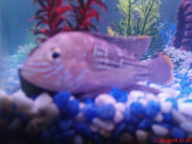 freshwater fish - aequidens rivulatus - green terror stocking in 6 gallons tank - green terror