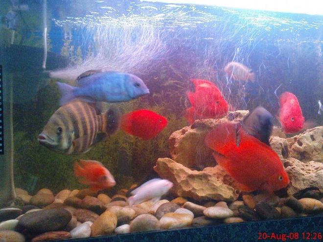 freshwater fish - tilapia buttikoferi - buttikoferi cichlid stocking in 6 gallons tank - old setup