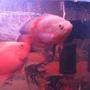 freshwater fish - astronotus ocellatus - red oscar stocking in 6 gallons tank - my oscar