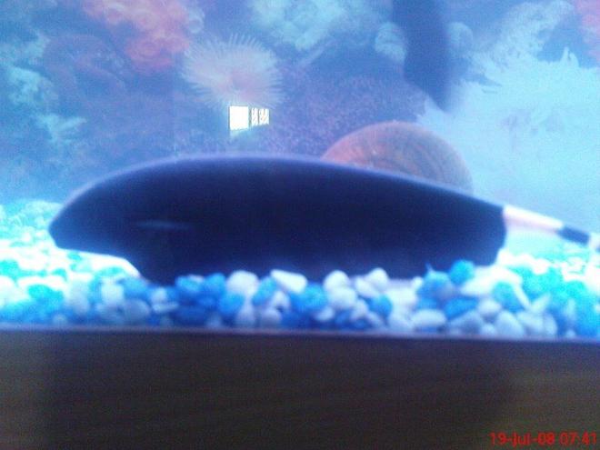 freshwater fish - apteronotus albifrons - black ghost knifefish stocking in 6 gallons tank - black ghost knife