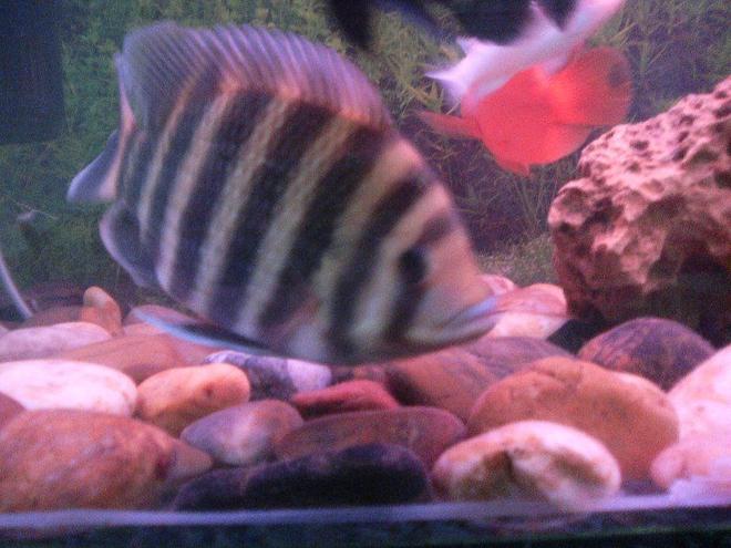 freshwater fish - tilapia buttikoferi - buttikoferi cichlid stocking in 6 gallons tank - buttikoferri