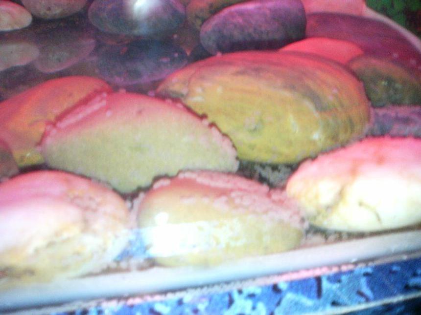 Rated #110: Saltwater Fish - Chiloscyllium Sp. - Shark Egg Stocking In 6 Gallons Tank - cichlids eggs