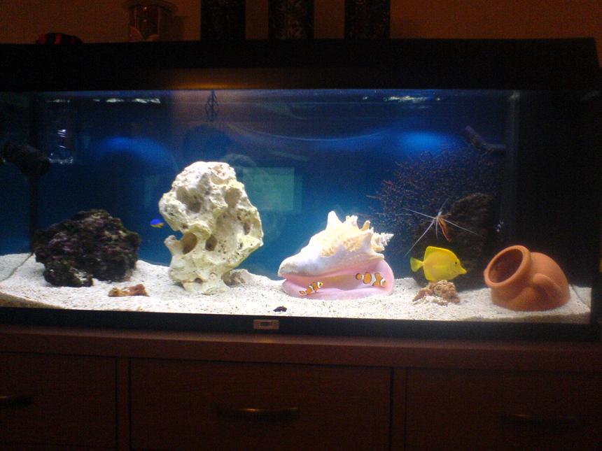 Rated #55: 30 Gallons Saltwater Fish Tank - 30 gallon marine