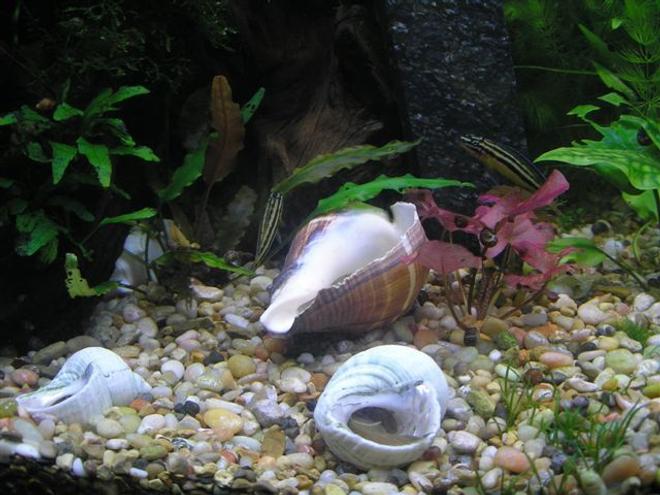 freshwater fish - julidochromis transcriptus - masked julie stocking in 46 gallons tank - Julidochromis that lives with the angelfish.