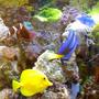 saltwater fish - paracanthurus hepatus - blue tang stocking in 55 gallons tank - update
