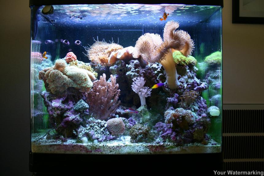 Rated #50: 34 Gallons Reef Tank - This is our 34 Gallon Red Sea Max at 6 months old.  There is 65lbs of live rock in this tank.