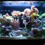 34 gallons reef tank (mostly live coral and fish) - This is our 34 Gallon Red Sea Max at 6 months old. There is 65lbs of live rock in this tank.