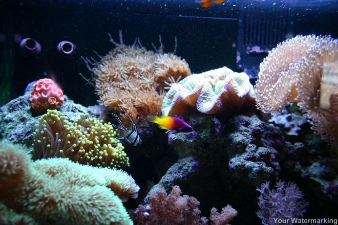 corals inverts - sarcophyton sp. - toadstool mushroom leather coral stocking in 34 gallons tank - more pics