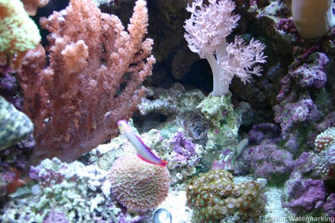 corals inverts - scleronephthya sp. - flower tree coral stocking in 34 gallons tank - more pics
