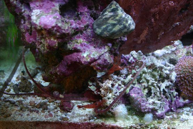 corals inverts stocking in 34 gallons tank - more pics