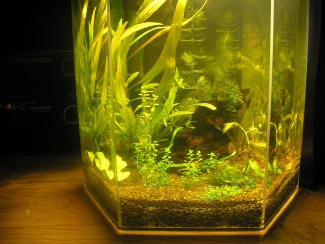 46 gallons planted tank (mostly live plants and fish) - My 5 Gallon eclipse style planted desk top tank with cherry red shrimp. No co2, soil master select substrate.