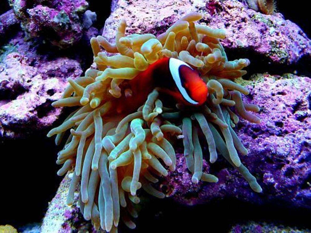 corals inverts - entacmaea quadricolor - anemone stocking in 15 gallons tank - bta with hosting tomato clown