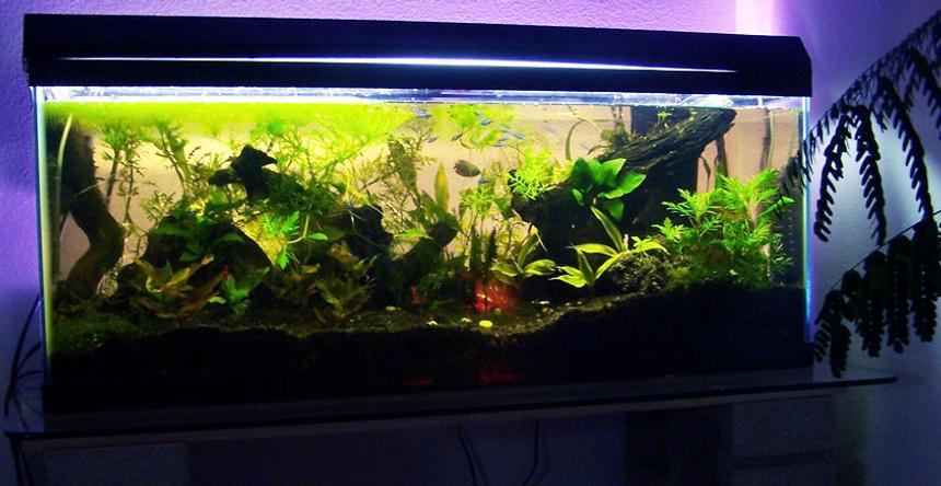 Rated #1882: 80 Gallons Freshwater Fish Tank - 55 Gallon. 120 Watts lighting.  Co2 added. 22 Neon Tetra's and 1 Dwarf Gourami.