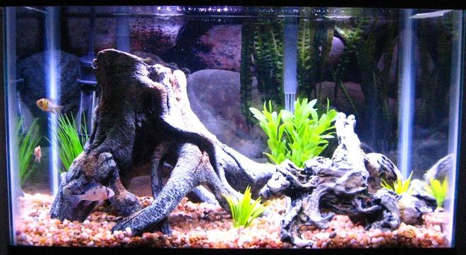 10 gallons freshwater fish tank (mostly fish and non-living decorations) - 10 gallon tank