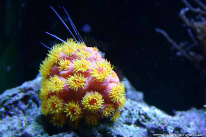 corals inverts - tubastrea faulkneri - orange sun coral stocking in 34 gallons tank - This is what we woke up to this morning.  My sunpolyp eats my cleaner shrimp.  Has anyone ever seen anything llike this?  I guess it's a 20.00 shrimp down the polyp tube.
