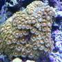 corals inverts - zoanthus sp. - colony polyp stocking in 24 gallons tank - orange zoas