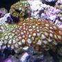 corals inverts - zoanthus sp. - colony polyp stocking in 24 gallons tank - bright mixed zoo rock