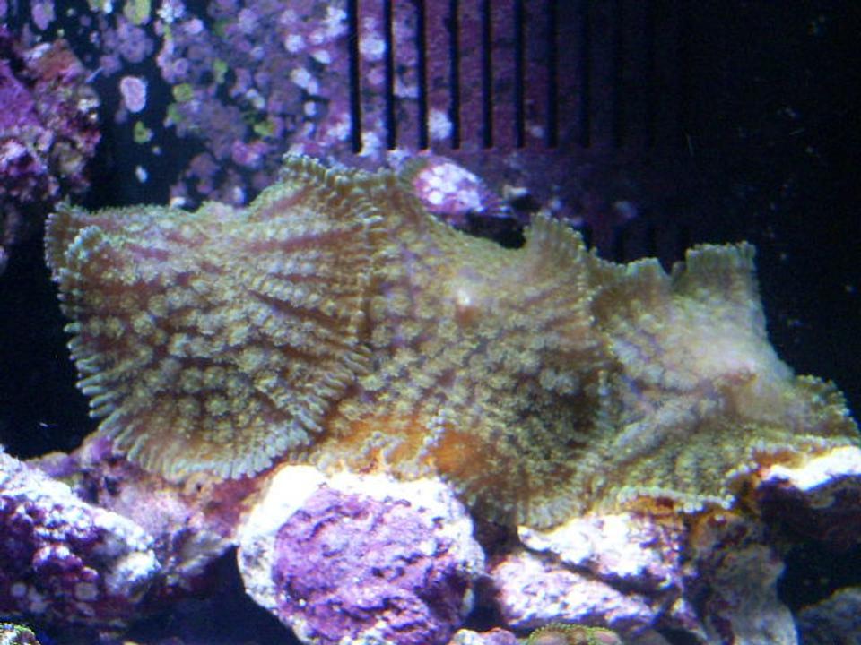 corals inverts - rhodactis inchoata - bullseye mushroom stocking in 24 gallons tank - green fuzzy mushrooms