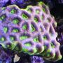 corals inverts - favites sp. - prisim favia colony stocking in 24 gallons tank - blue/purple green eye favia brain