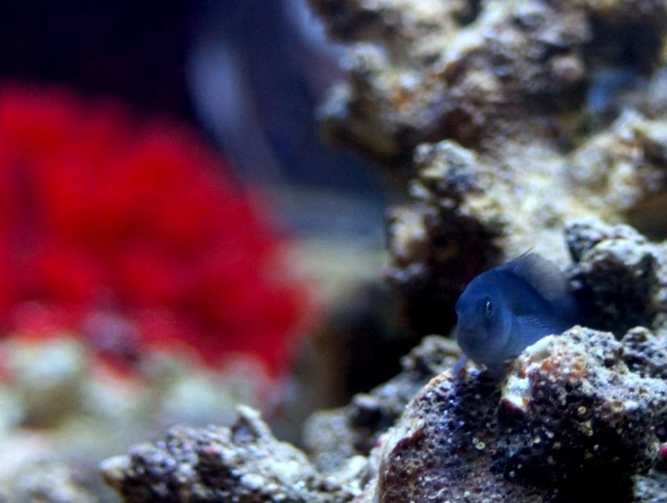 saltwater fish - gobiodon strangulatus - black clown goby stocking in 26 gallons tank - Picture of Ira, my black clown goby, hanging out on a rock.