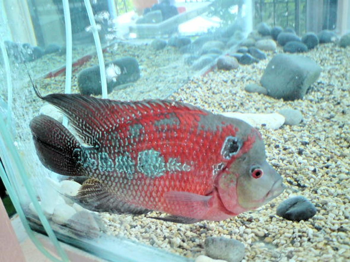 freshwater fish - cichlasoma sp. - flower horn cichlid stocking in 5 gallons tank - biter my flower horn