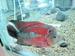 fish avatar