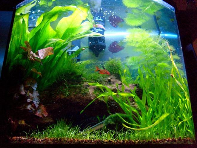 16 gallons planted tank (mostly live plants and fish) - 11/18