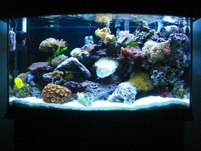 46 gallons reef tank (mostly live coral and fish) - Updated picture of my 46 gallon bow front tank. I've added new lighting, (6 T5's) with canopy, and a 1/13 HP Mighty Pro Chiller. I put in some new corals also! I added 1 Chilli Coral, Green Mushrooms, Electric Green Frogspawn, Radioactive Zoanthids, Cup Coral, Pagoda and a Derasa Clam.