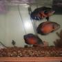 freshwater fish - astronotus ocellatus - red oscar stocking in 75 gallons tank - three amigos; jack sparrow on top