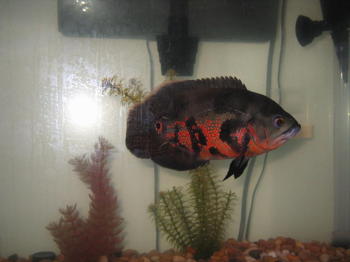 freshwater fish - astronotus ocellatus - tiger oscar stocking in 75 gallons tank - one-eyed captain jack strollin'