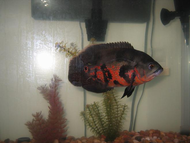 freshwater fish - astronotus ocellatus - tiger oscar stocking in 75 gallons tank - one-eyed captain jack strollin'