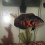 freshwater fish - astronotus ocellatus - tiger oscar stocking in 75 gallons tank - one-eyed captain jack strollin'