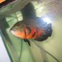 freshwater fish - astronotus ocellatus - red oscar stocking in 75 gallons tank - one-eyed captain jack; previous owner told me he used to fight a lot, but he's nothing like described